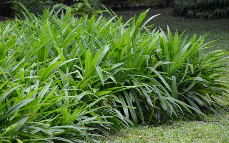 Pandanus amaryllifolius