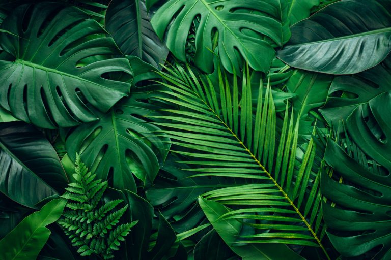 closeup nature view of palms and monstera and fern leaf background. Flat lay, dark nature concept, tropical leaf.